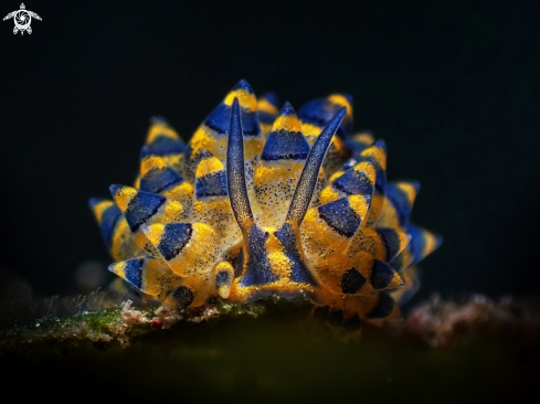 A Sea Slug