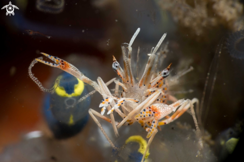 A Tiger Shrimp