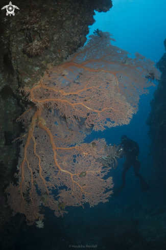 A softcoral | softcoral