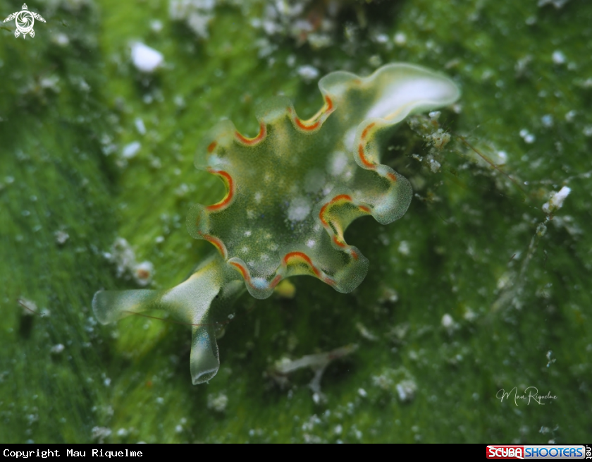 A Lettuce Sea Slug