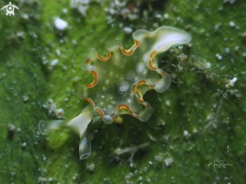 A Lettuce Sea Slug