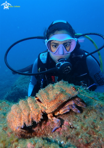 A  Scyllarides latus | Langosta canaria