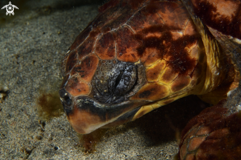 A Chelonia mydas | Green Turtle