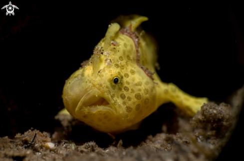 A Painted frogfish