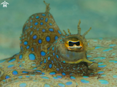 A Peacock Flounder