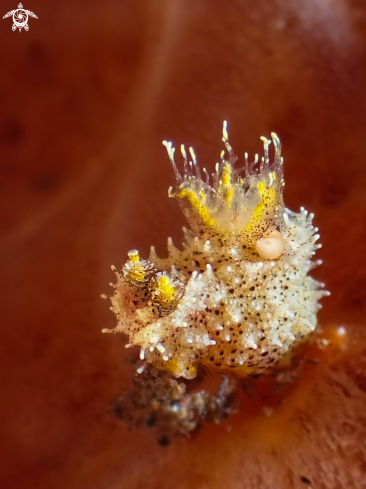 A Polycera sp. | Nudibranch