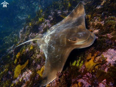 A Myliobatis australis | Southern eagle ray