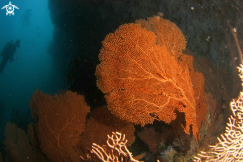 A underwater creature