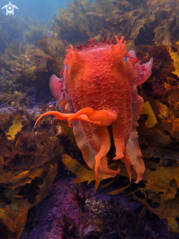 A Sepia apama | Australian giant cuttlefish