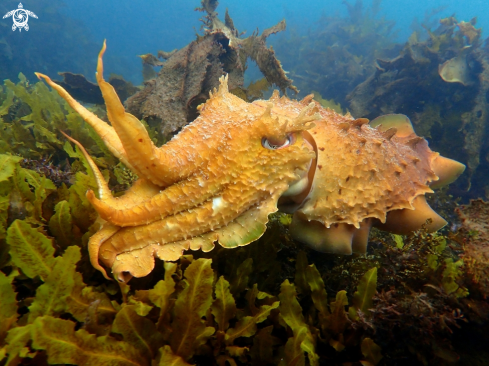 A Sepia apama | Australian giant cuttlefish