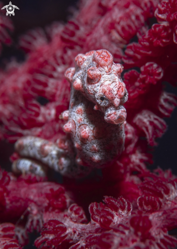 A Bargibanti Pigmy Seahorse