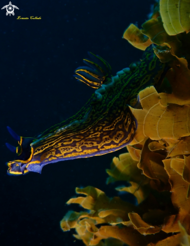 A Hypselodoris picta webbi | Hypselodoris picta webbi