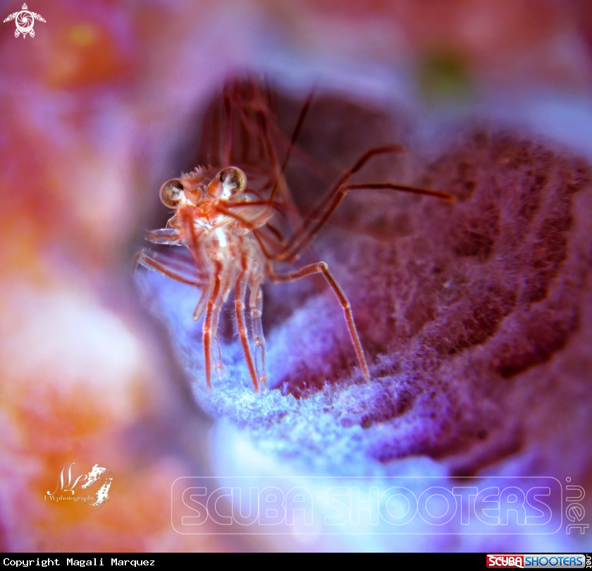 A Peppermint shrimp 