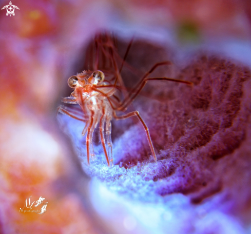 The Peppermint shrimp 