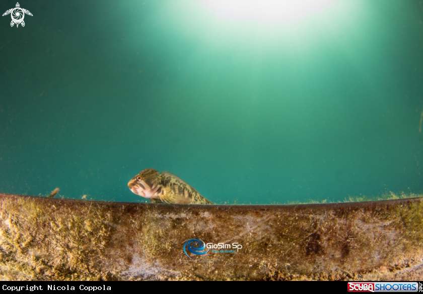 A blenny fish freshwater