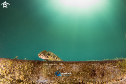 A blenny fish freshwater