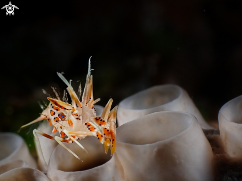 A Spiny tiger shrimp