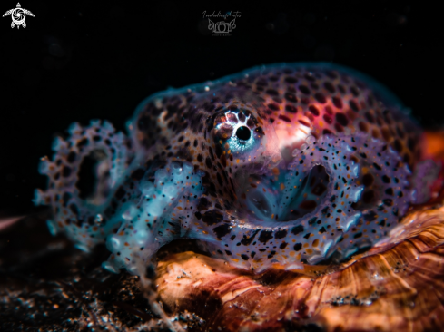 A Euprymna scolopes  | Bobtail Squid