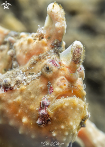 A Warty Frogfish