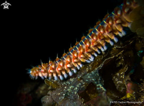 A Hermodice carunculata | (Pallas, 1766) | fire worm