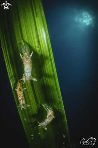 A POLYCERA QUADRILINEATA  | Nudibranch