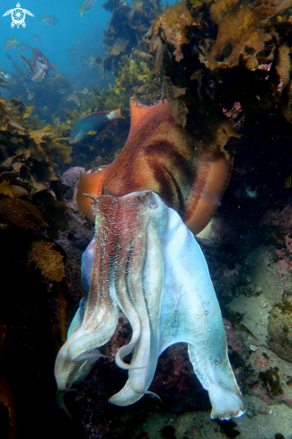 A Sepia apama | Australian giant cuttlefish