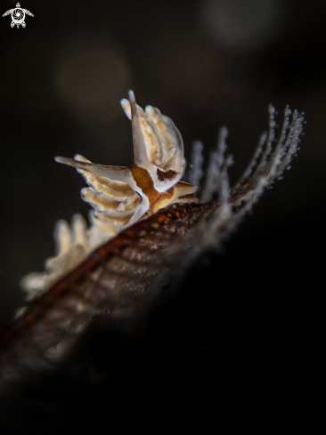 A Eubranchus sp. | Nudibranch