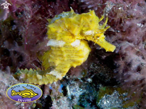 A Hippocampus hippocampus | Shortsnout Seahorse - 