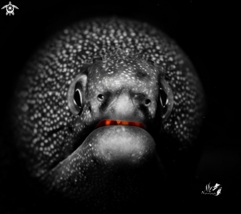 A Goldentail moray eel 