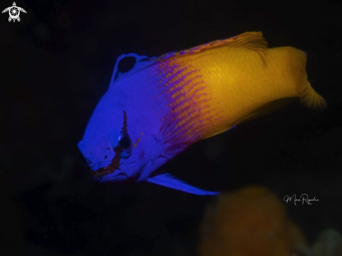 A Fairy Basslet