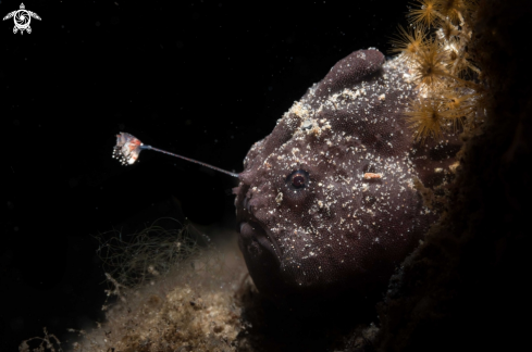 A Painted frogfish