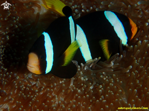 A Amphiprion clarkii | Amphiprion clarkii