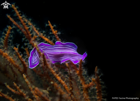 A Prostheceraeus roseus | Lang, 1884 (inc. sed.) | VER PLAT ROSE DE MÉDITERRANÉE