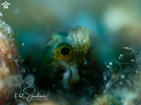 A blenny