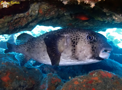 A Chilomycterus atringa | Tamboril