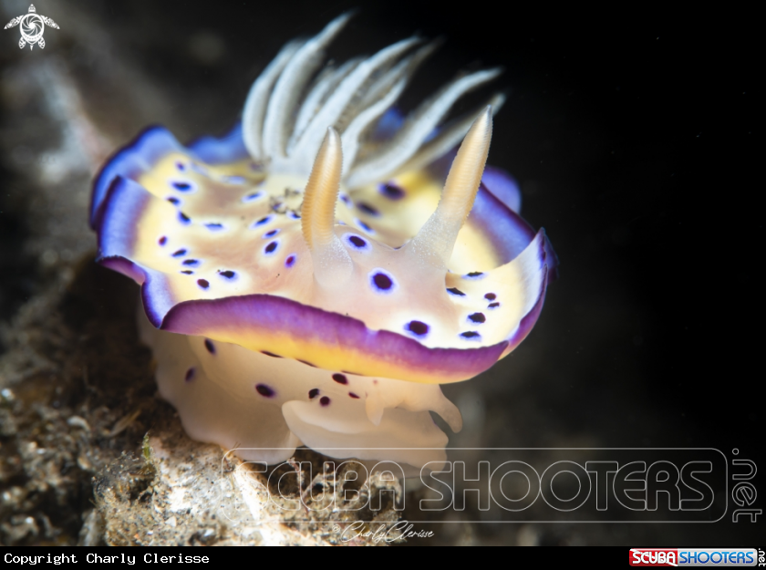 A Gem Sea Slug