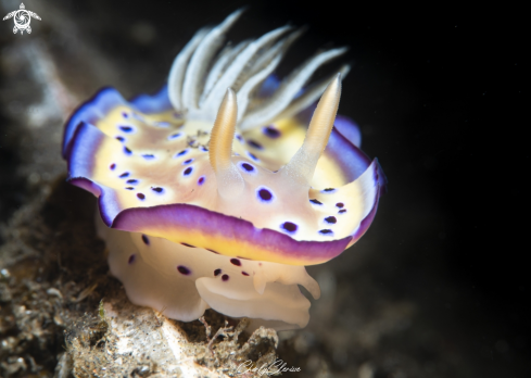 A Gem Sea Slug