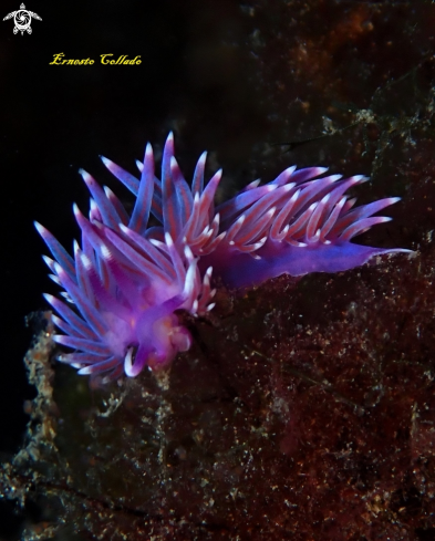The Flabellina