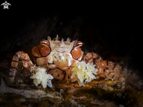 The Boxer crab