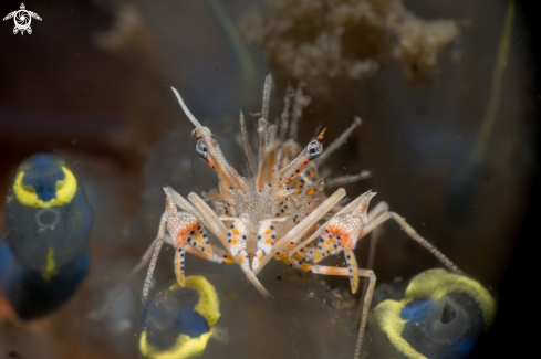 A Tiger shrimp