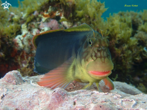 A Ophioblennidus atlanticus | Barriguda mora