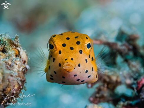 A Yellow Boxfish