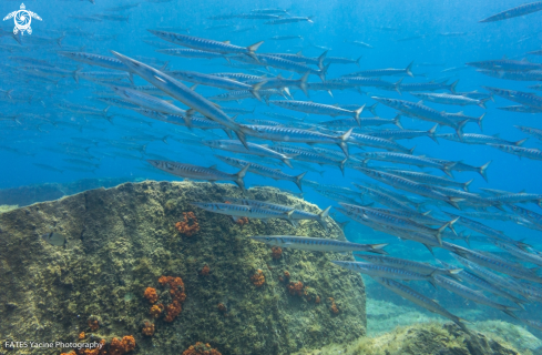 A Sphyraena barracuda | (Edwards, 1771) | Barracuda