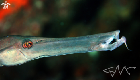 A Pacific Trumpetmouth