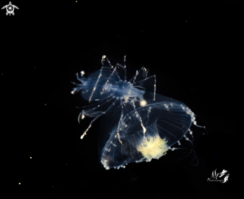 A Spiny lobster 