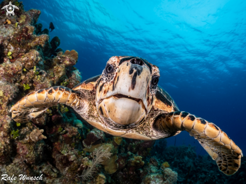 A Hawksbill Turtle