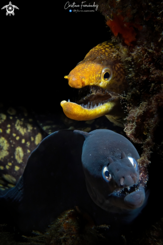 A Fangtooth moray (A)  - Black Moray (B)