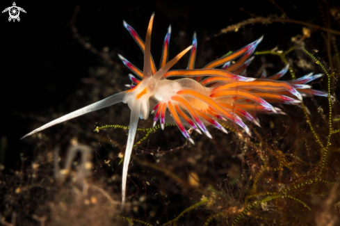 A Mediterranean Cratena peregrina nudibranch