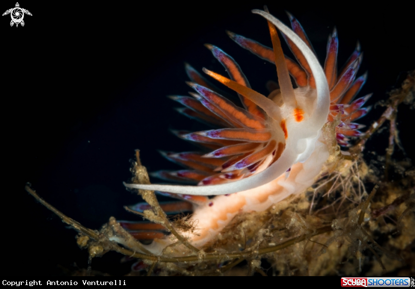 A Mediterranean Cratena peregrina nudibranch