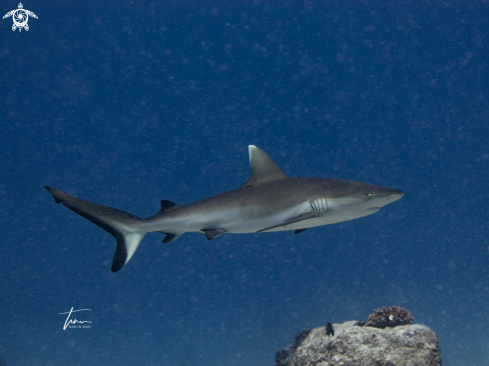 A Silvertip Shark